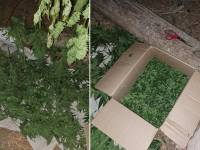 Под Лудзой изъяли марихуану и задержали троих мужчин